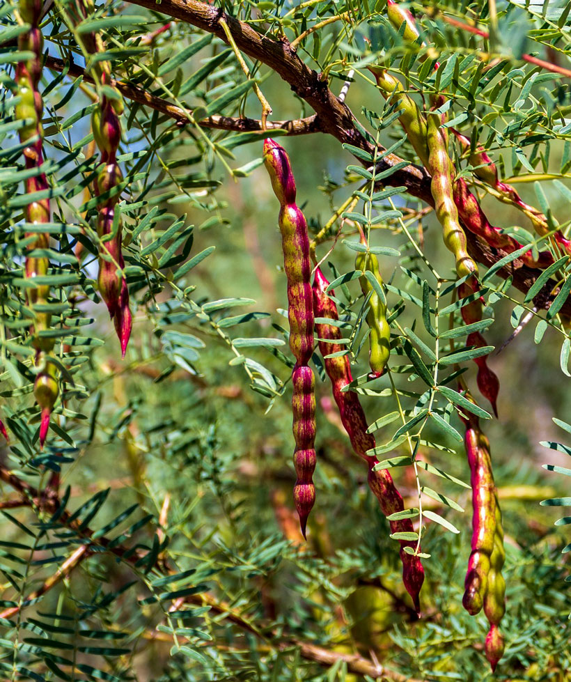 Mesquite Tree Pods