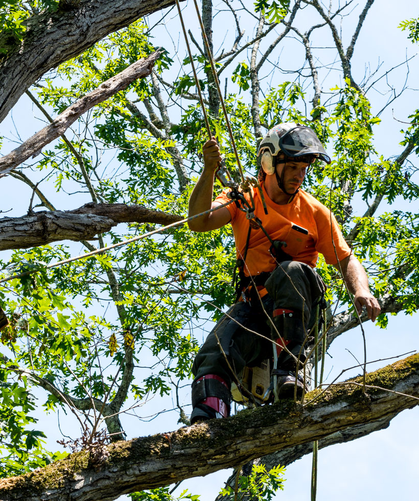 tree trimming scottsdale