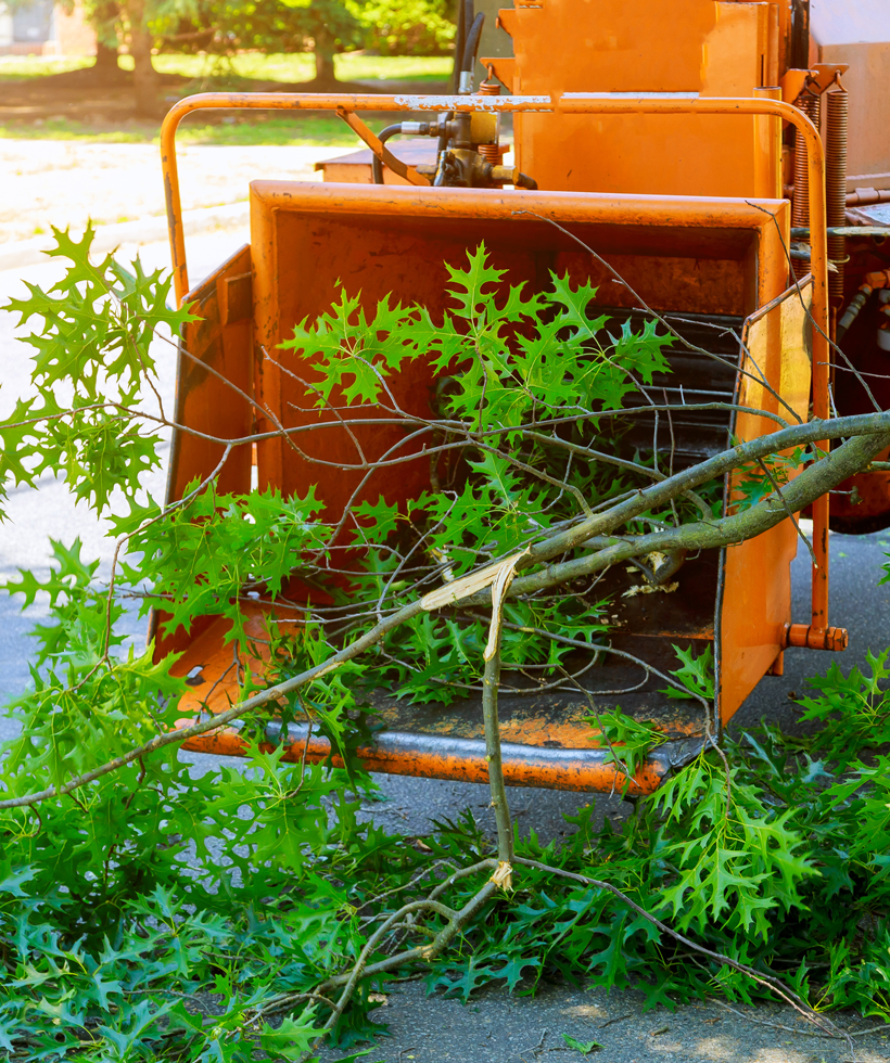 tree removal mesa az